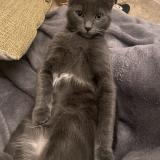 Foto del gato perdido en Capens