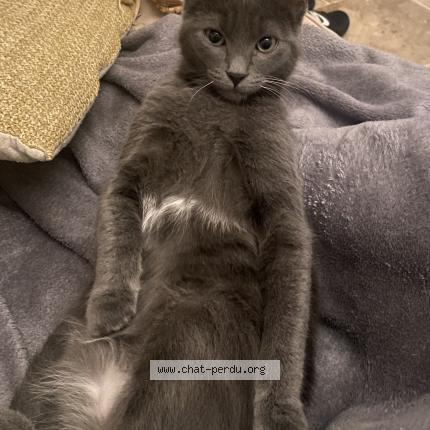 Foto 1/1 Malo Chat perdido en Capens