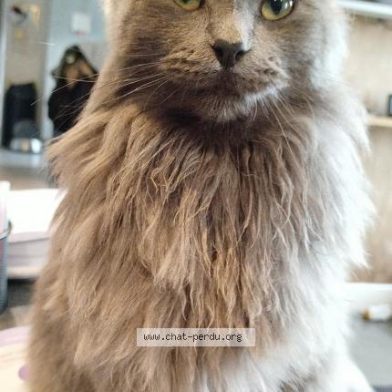 Foto 1/1 Viking Chat perdido en La chapelaude