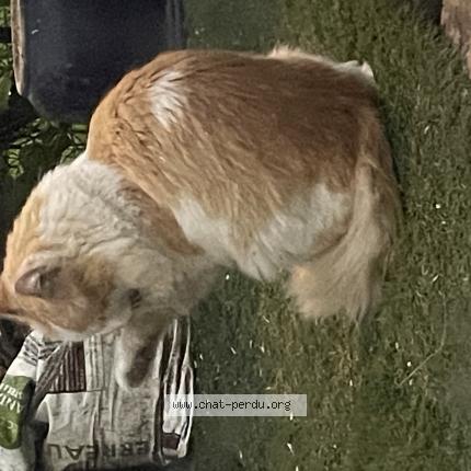 Foto 1/1 Gato encontrado Encontrado en Maurepas