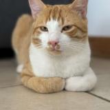 Foto del gato perdido en Grandfontaine