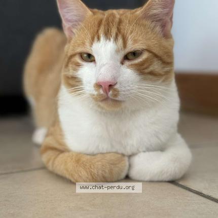 Foto 1/1 Tigrou Chat perdido en Grandfontaine