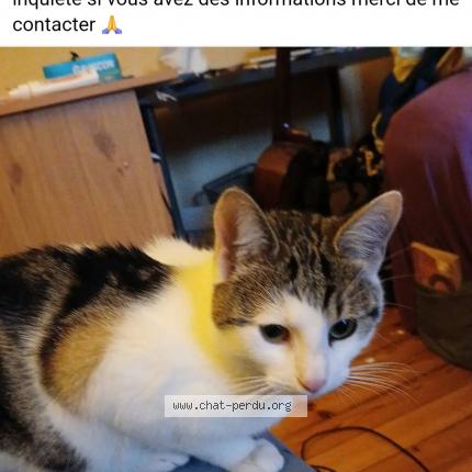 Foto 1/1 Gribouille Chat perdido en Saint etienne