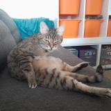 Foto del gato perdido en Lege Cap Ferret