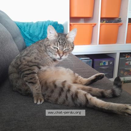 Foto 1/1 Gnocky Chat perdido en Lege cap ferret