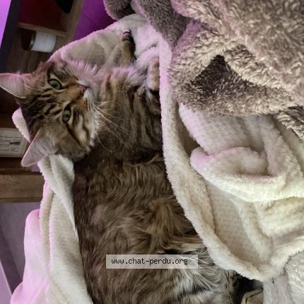 Foto 1/1 Éros Chat perdido en Saint etienne de st geoirs