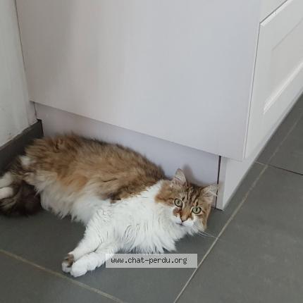 Foto 1/1 Mowgli Chat perdido en Morthomiers