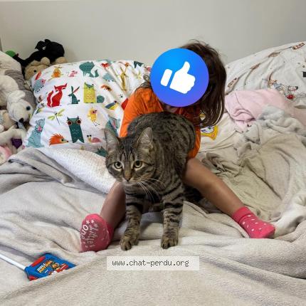 Foto 1/1 Nala Chat perdido en La ciotat