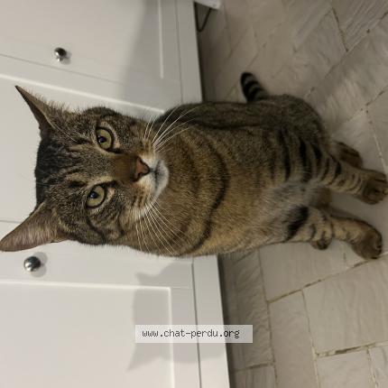 Foto 1/1 Gato encontrado Encontrado en Muret