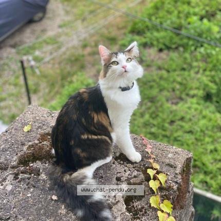 Foto 1/1 Lucky Chat perdido en Le val d ajol