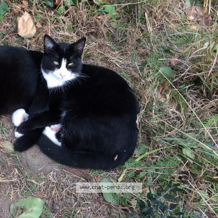 Foto 1/1 SHIRO Chat perdido en Saint laurent de la salanque