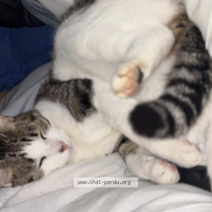 Foto 1/1 Syrius Chat perdido en Trelivan