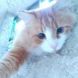 Foto del gato perdido en Tourrette Levens Tourrette Leve