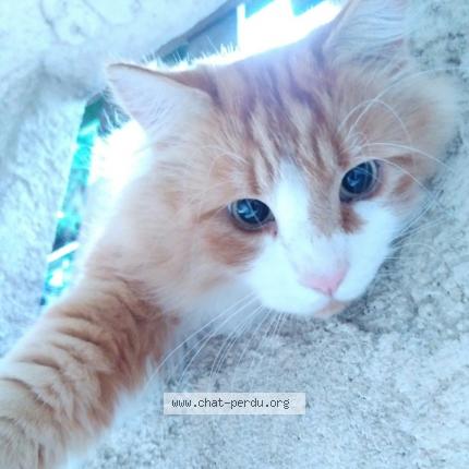 Foto 1/1 eric SCI Fossaert bantignies Chat perdido en Tourrette levens tourrette leve