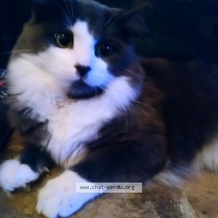 Foto 1/2 Mimine Chat perdido en Brossard