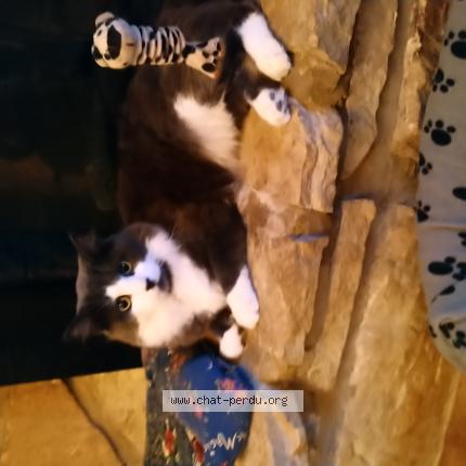 Foto 2/2 Mimine Chat perdido en Brossard