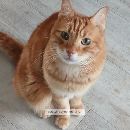 Foto 1/1 Gabin Chat perdido en Calais