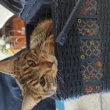 Foto del gato perdido en Castelsarrasin