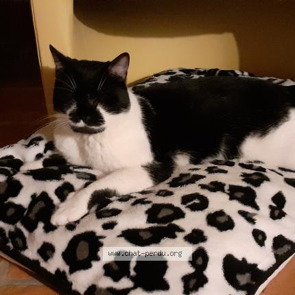 Foto 1/1 Ulysse Chat perdido en Papleux