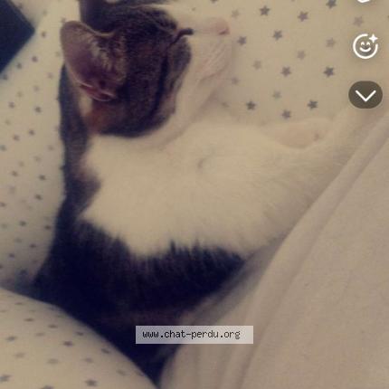 Foto 1/2 Jo Chat perdido en Panazol