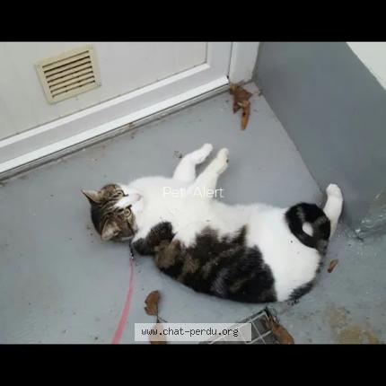 Foto 2/2 Jo Chat perdido en Panazol