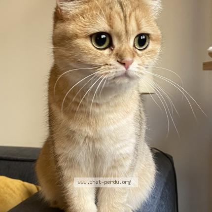 Foto 1/1 Aliette Chat perdido en Paris