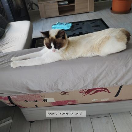 Foto 1/1 Loulou Chat perdido en Malicorne sur sarthe