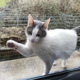 Foto de gato encontrado en Servon Sur Vilaine