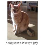 Foto del gato perdido en Peypin D Aigues