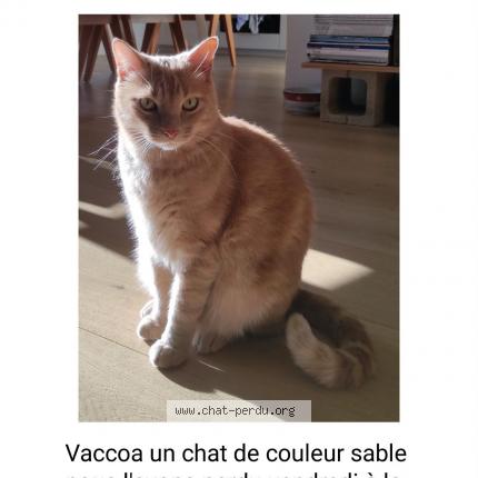 Foto 1/1 Vacoa Chat perdido en Peypin d aigues