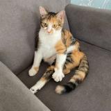 Foto del gato perdido en La Bernardiere