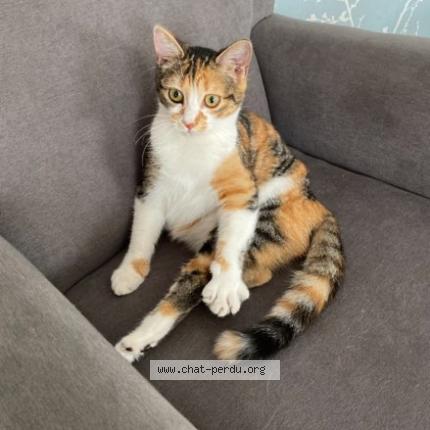 Foto 1/1 Coco Chat perdido en La bernardiere