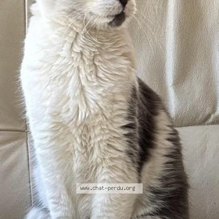 Foto 1/1 RV Chat perdido en Uchaux