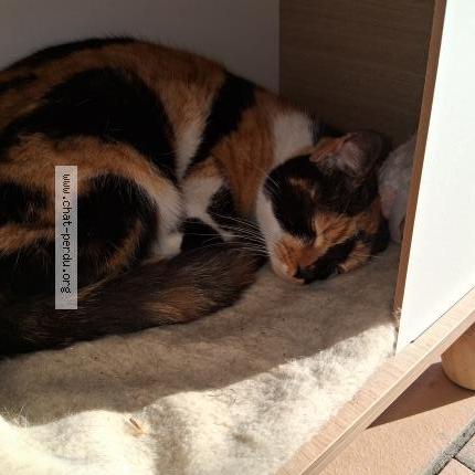 Foto 1/1 Gato encontrado Encontrado en Saint chamond