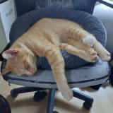 Foto del gato perdido en Forest Sur Marque