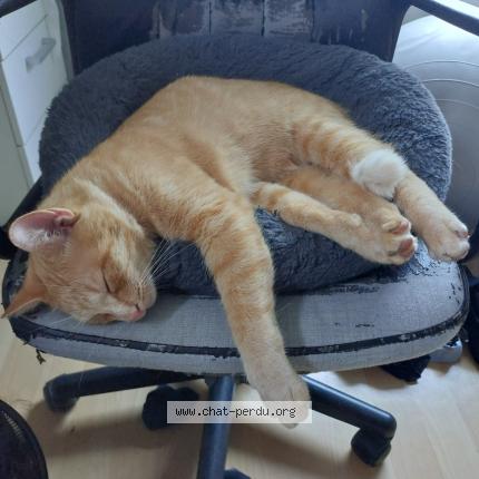 Foto 1/1 Gimli Chat perdido en Forest sur marque