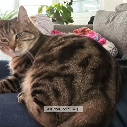 Foto 1/1 Minette Chat perdido en Clermont ferrand