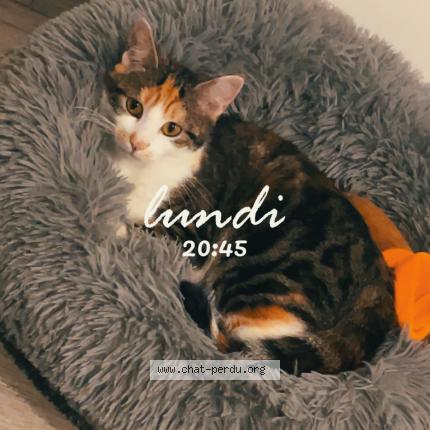 Foto 1/1 Luna Chat perdido en Blois