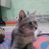 Foto del gato perdido en Mumbai