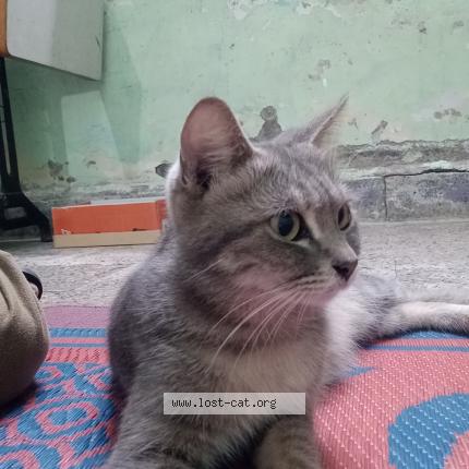 Foto 1/1 Pari Chat perdido en Mumbai