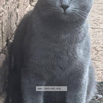 Foto 1/1 Maxxy Chat perdido en Beaudesert