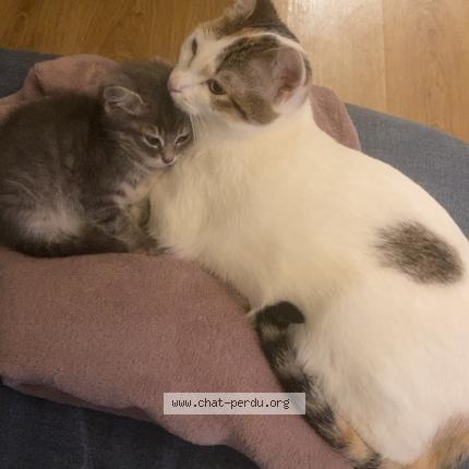 Foto 1/1 Clochette Chat perdido en Nimes