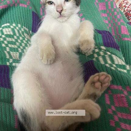 Foto 1/1 Baby Chat perdido en Chennai