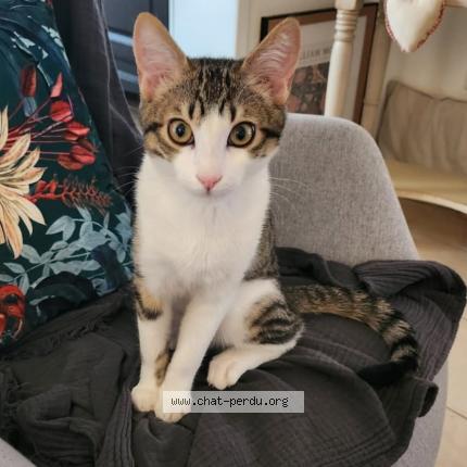 Foto 1/1 Charly Chat perdido en Mandelieu la napoule