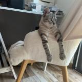 Foto del gato perdido en Aigrefeuille D Aunis