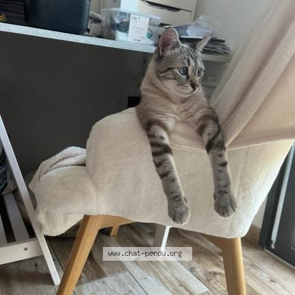 Foto 1/1 Stallion Chat perdido en Aigrefeuille d aunis