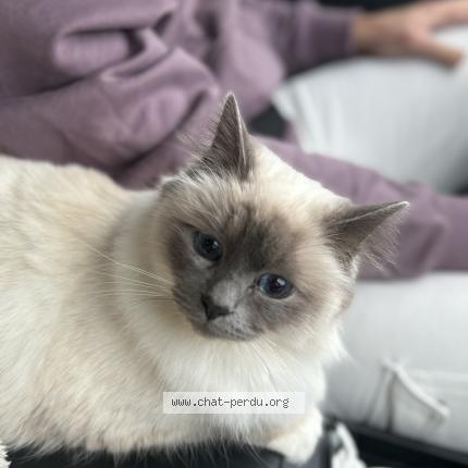 Foto 1/1 Sunna Chat perdido en Le bourget