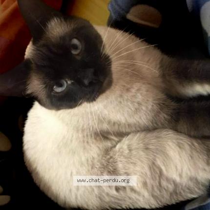 Foto 1/1 Toupetit Chat perdido en Ploufragan