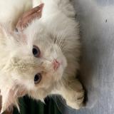 Foto de gato encontrado en Rawalpindi