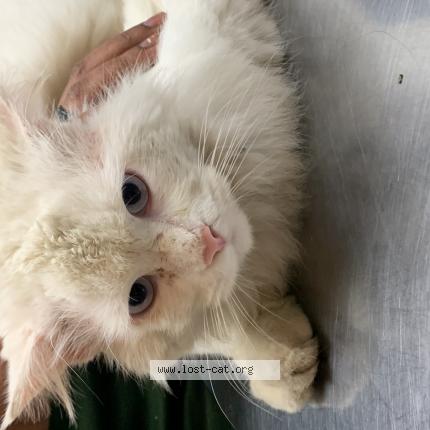 Foto 1/1 Gato encontrado Encontrado en Rawalpindi